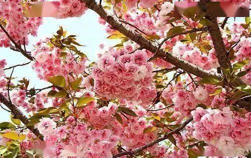 樱花岛网红是谁啊,探寻岛上的网络红人传奇