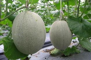 吃绿心哈密瓜,夏日清新美食之旅